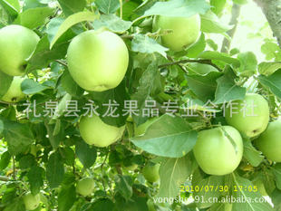 新鲜水果陕西青苹果有机出口产品非澳洲青苹果5斤包邮
