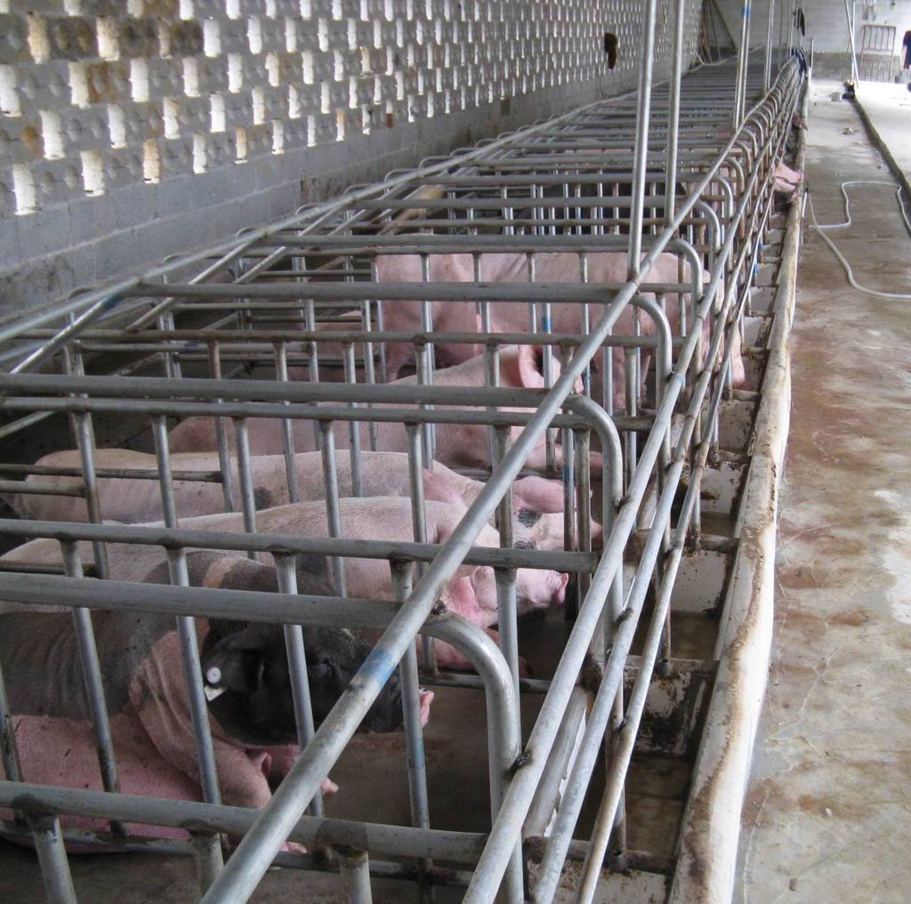 供应养猪设备母猪定位栏 镀锌管母猪定位栏 加厚镀锌管母猪定位栏图片