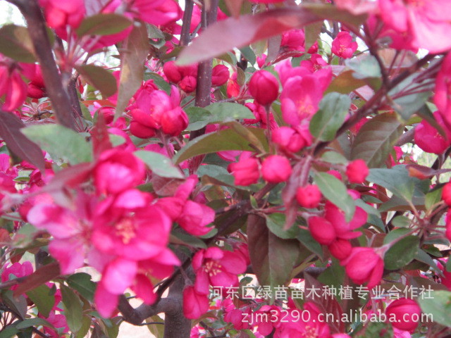 批发红花系 北美海棠 绚丽海棠,钻石海棠,芭蕾舞美海棠