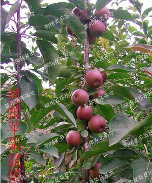 柱状苹果树苗木-芭蕾苹果苗 最有特色的小苹果盆景特级品种 果苗图片