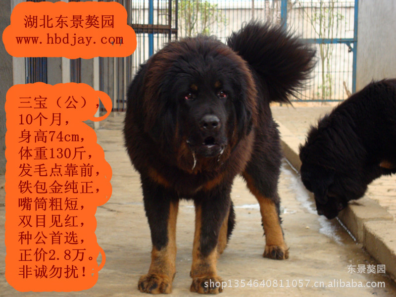 【东景敖园】湖北长期供应特种禽兽 藏獒扎西 精品公敖 藏獒