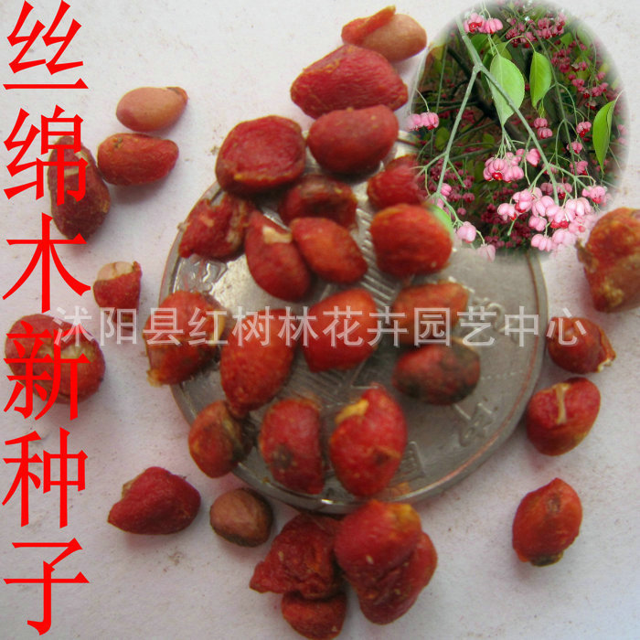 angelica种子_x art angelica种子_angelica种子合集