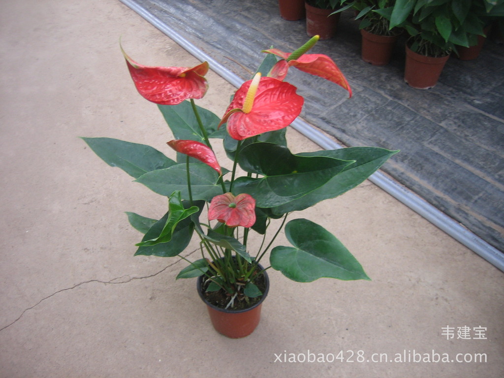 特价花卉盆栽批发室内观赏植物红掌大哥大(dakoda)150