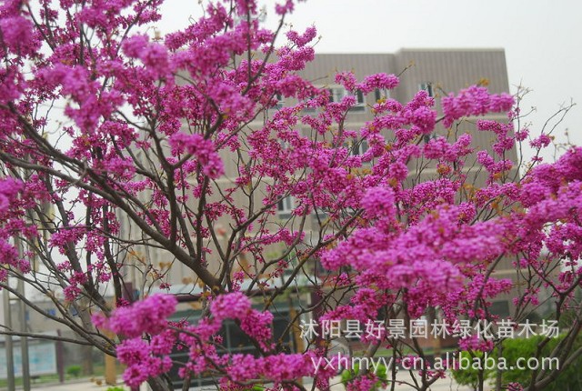 供应巨紫荆,独杆紫荆,紫荆树,巨紫荆基地