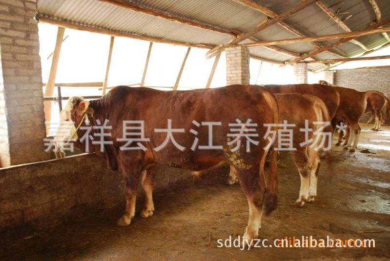 【国家扶持项目养殖肉牛、牛犊、鲁西黄牛、西