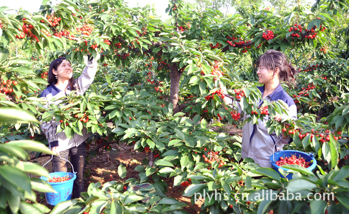 优质大樱桃 鹰回山种植 口味甜 绿色纯天然图片