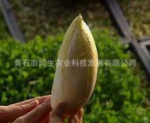 黄石润生常年供应菊苣芽球_质脆_微苦略甜_无公害绿色特菜.