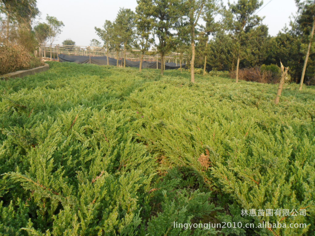 l浏阳林惠苗圃大量供应铺地柏,数量多价格适中,供您选购.