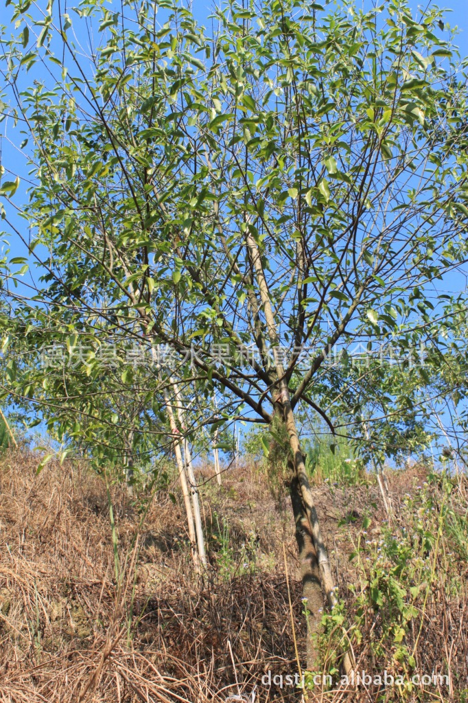 香檀树种植园林