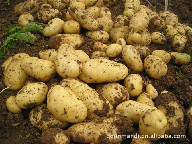 大量批发优质高产荷兰土豆种子图片,大量批发