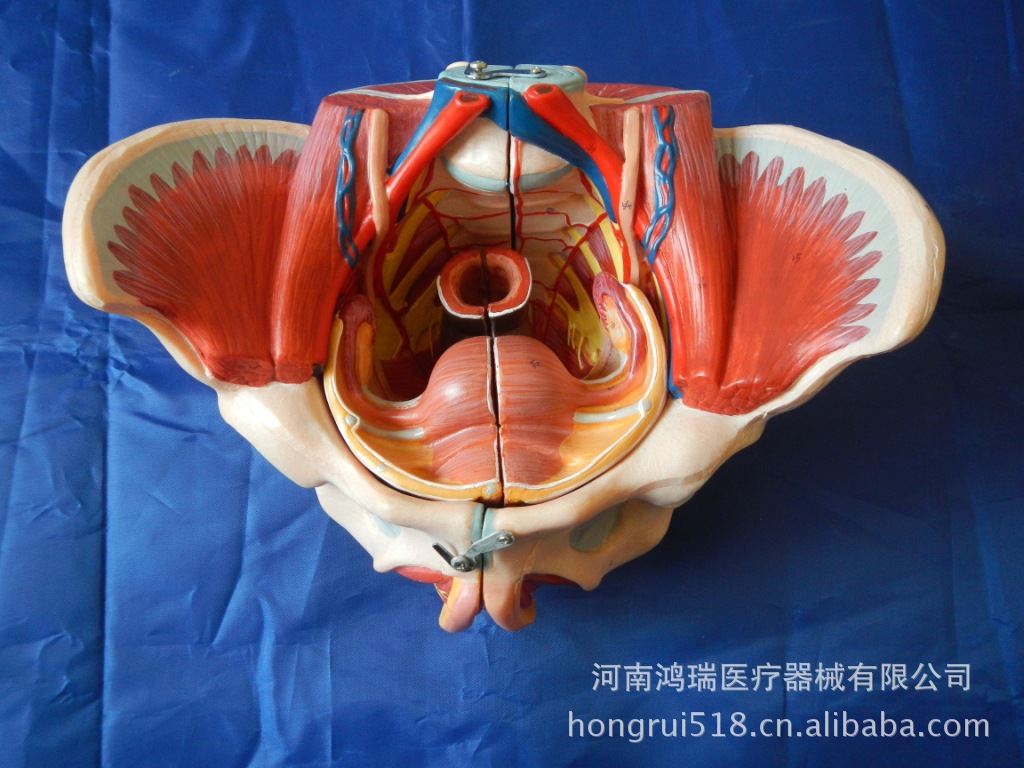 医学解剖模型女性骨盆模型