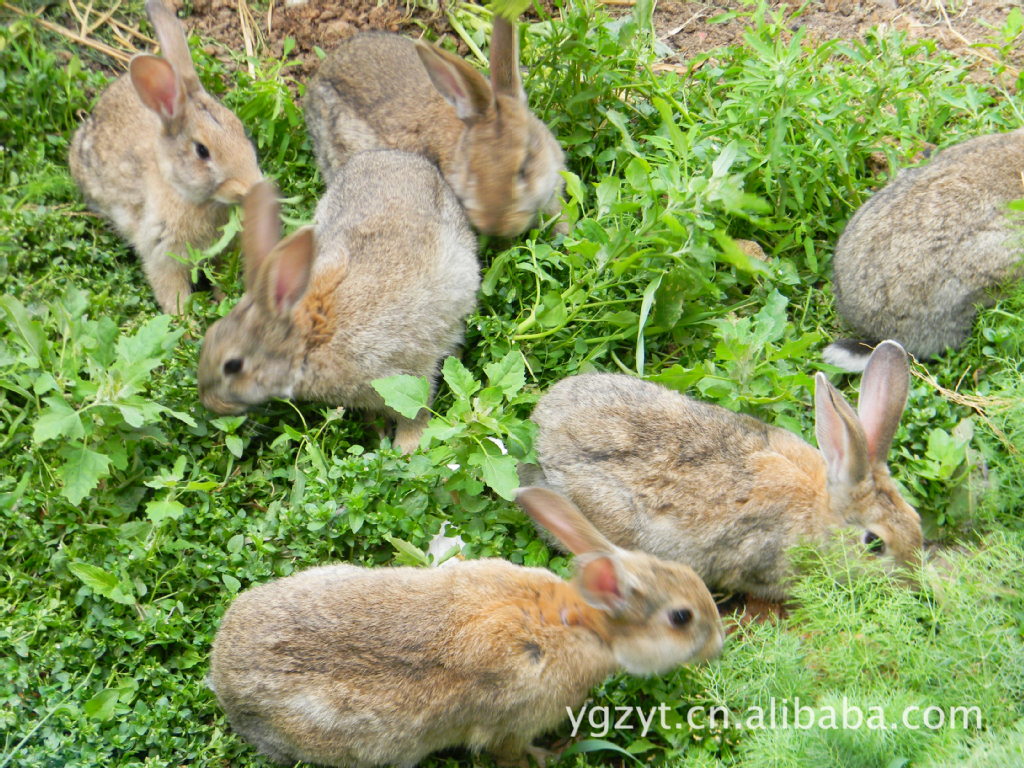 【买野兔 野兔价格 特种野兔兔种,兔苗肉用野兔