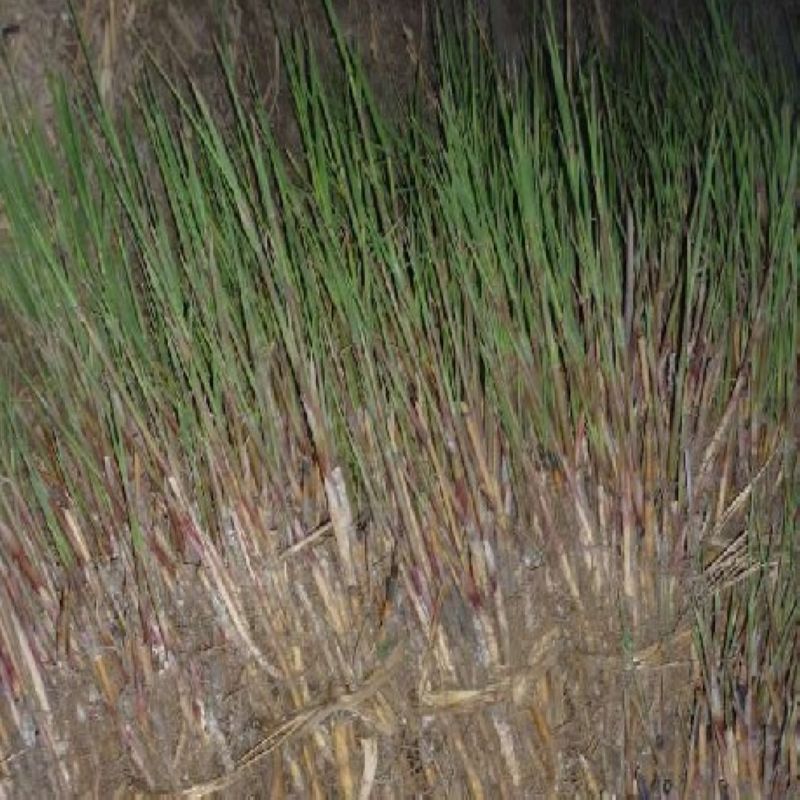 野生新鲜白茅根竹蔗茅草根芦苇