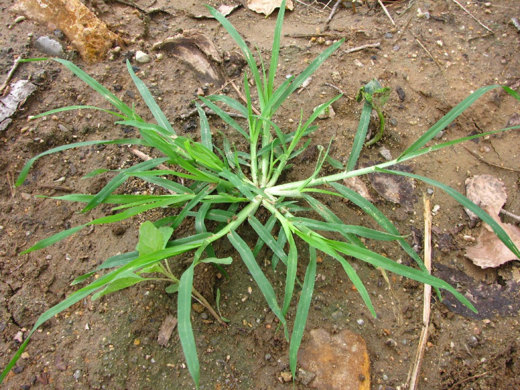 草坪除草剂 三叶草草坪防除阔叶杂草 三叶阔 高效 低毒除草剂