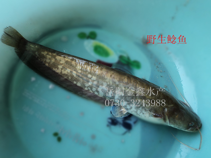 供应鲜活水产(淡水鱼)—黄骨鱼,长江回鱼,黑鱼