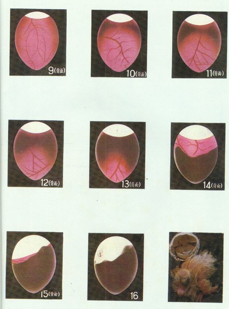 鸽蛋孵化胚胎发育图