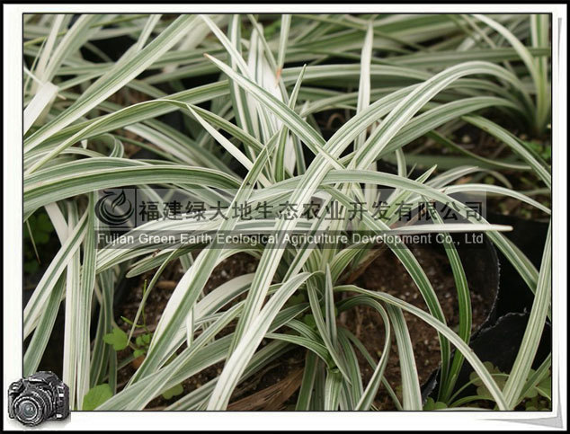 福建绿大地供应银边草银边麦冬草本植物观赏性强