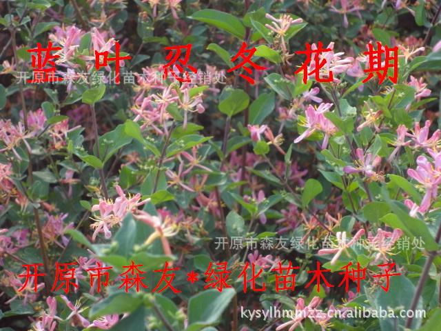 新疆天山天池忍冬 蓝叶忍冬 红花忍冬 园林绿化绿篱苗