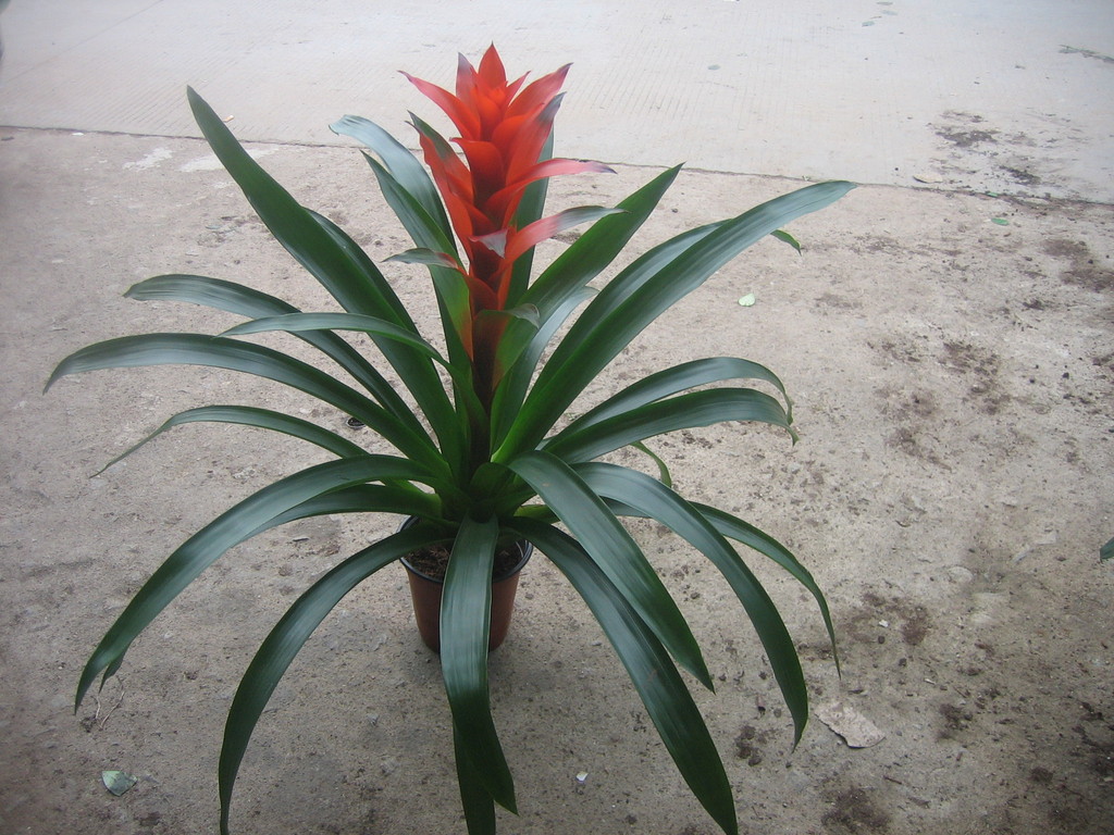 学名:guzmania"cherry" 别名:小果子蔓,吉利红星,红运当头.