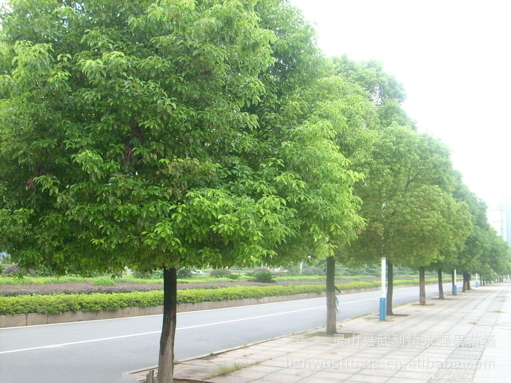 供应樟木苗 香樟苗 风景绿化苗 有营养钵苗 欢迎实地拿苗图片_3