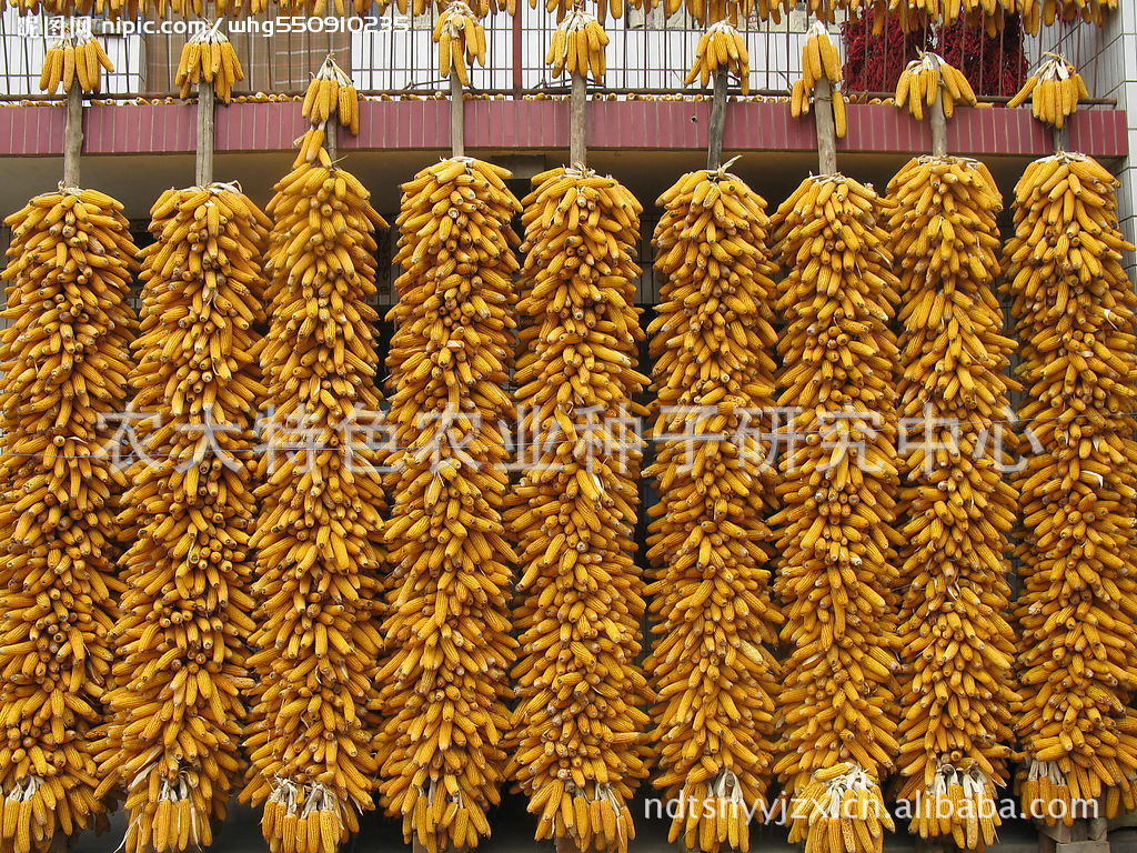 耐密高产先玉335玉米种子图片,耐密高产先玉3