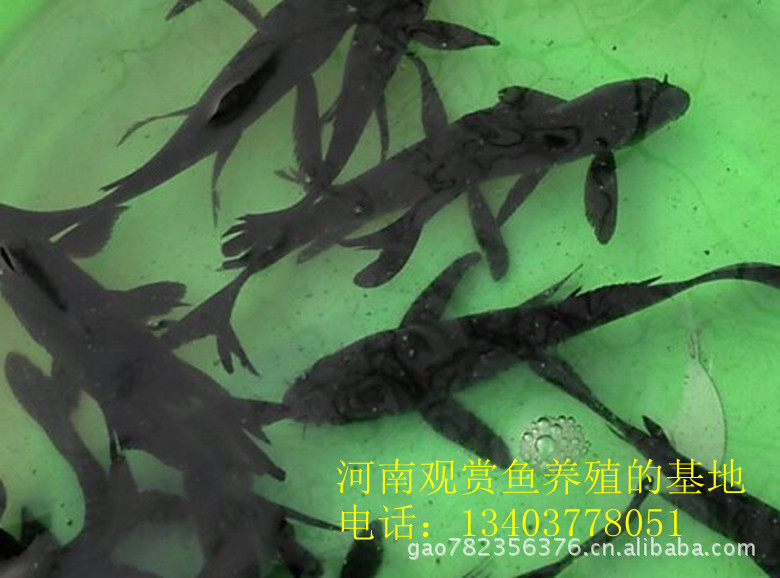 黑锦鲤-河南观赏鱼养殖基地图片,黑锦鲤-河南观