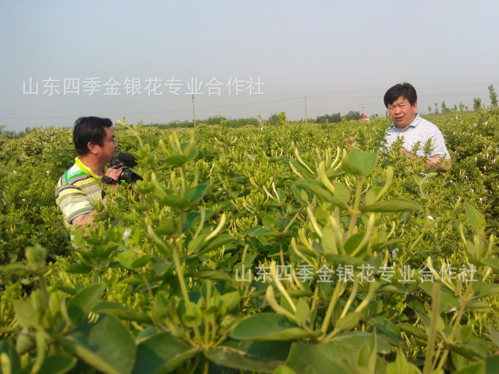 平邑树形四季金银花树,金银花盆景,红色金银花