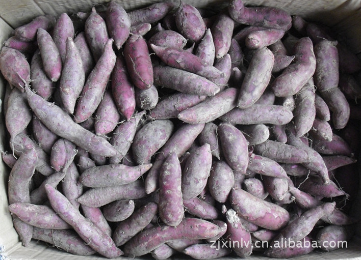 【紫薯,紫薯种子,紫番薯,紫地瓜,紫甘薯,日本紫
