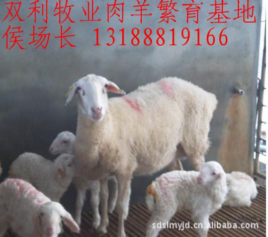 改良育肥羊 山西肉羊河北肉羊江苏肉羊安徽肉羊河南肉羊四川肉羊