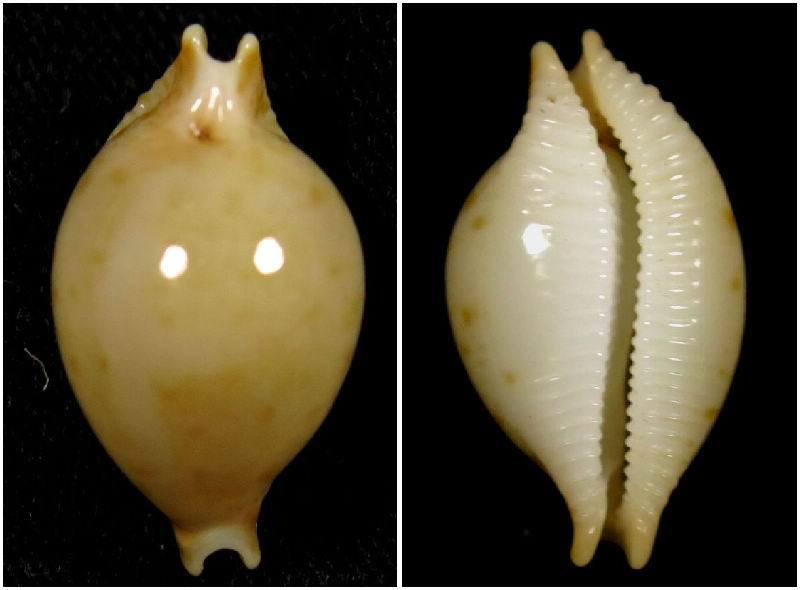贝壳标本 黄金宝螺水族馆摆设 鱼缸贝壳生物学标本海螺贝壳标本