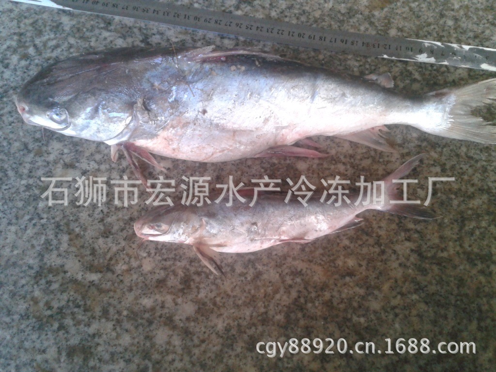 胡子鱼 行啊鱼 海鲶俗称鲶鱼,海鲇,光鱼,骨鱼 老头鱼,胡子鱼