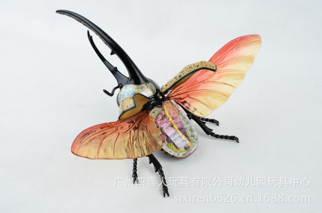 幼儿园专区 动物标本 独角仙甲虫标本解剖模型