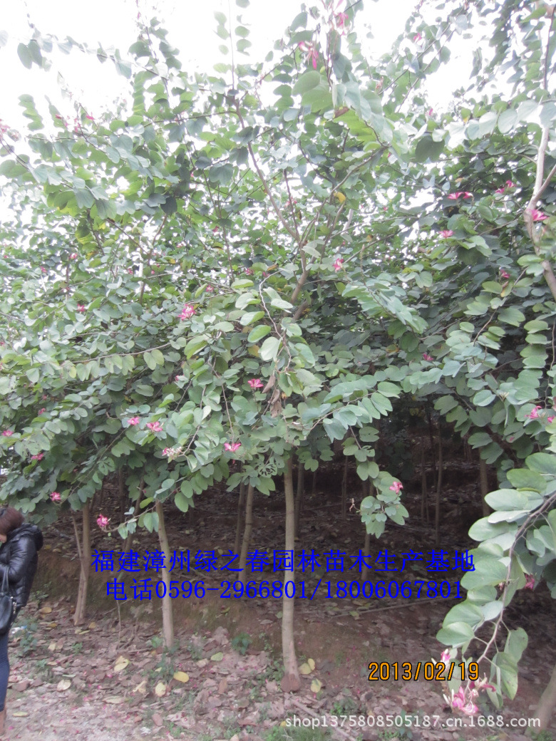 绿化苗木乔木 洋紫荆 红花紫荆胸径5-8公分 福建漳州基地倾销
