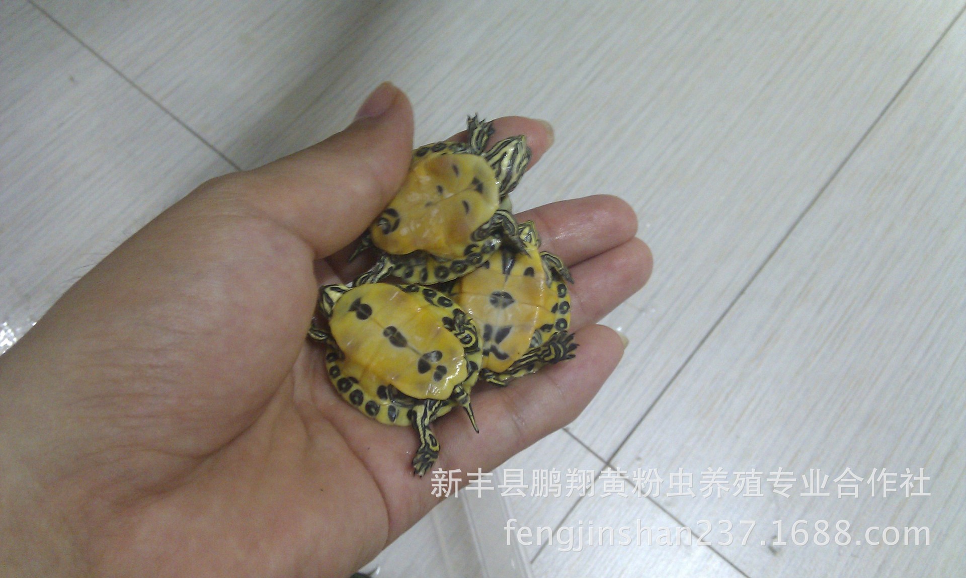【火焰龟 红腹火焰龟 特级进口龟苗 背甲3~3.5