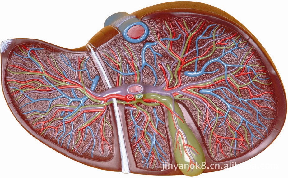 人体肝模型肝解剖模型肝胆囊放大模型上海津堰医疗设备