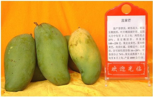 供应芒果水果水果水果/吕宋芒果水果/大吕宋 肉细 单果水果500g