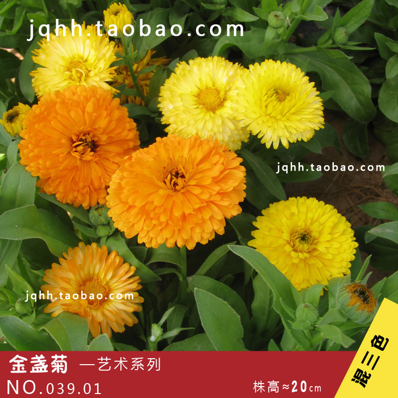 金盏菊 金盏花 常春花 黄金盏 种子 calendula o.l (jq03901)