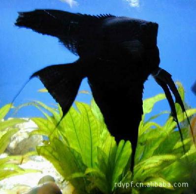 【【燕子水族】观赏鱼 黑神仙 热带鱼 墨燕 大小