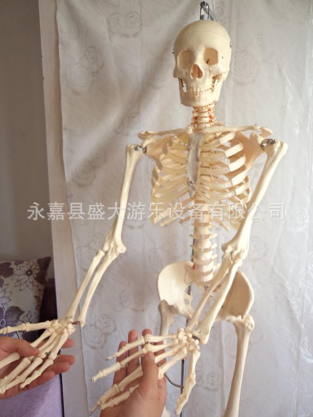 儿童实验人体骨骼模型85CM 人骨架 人骨标本