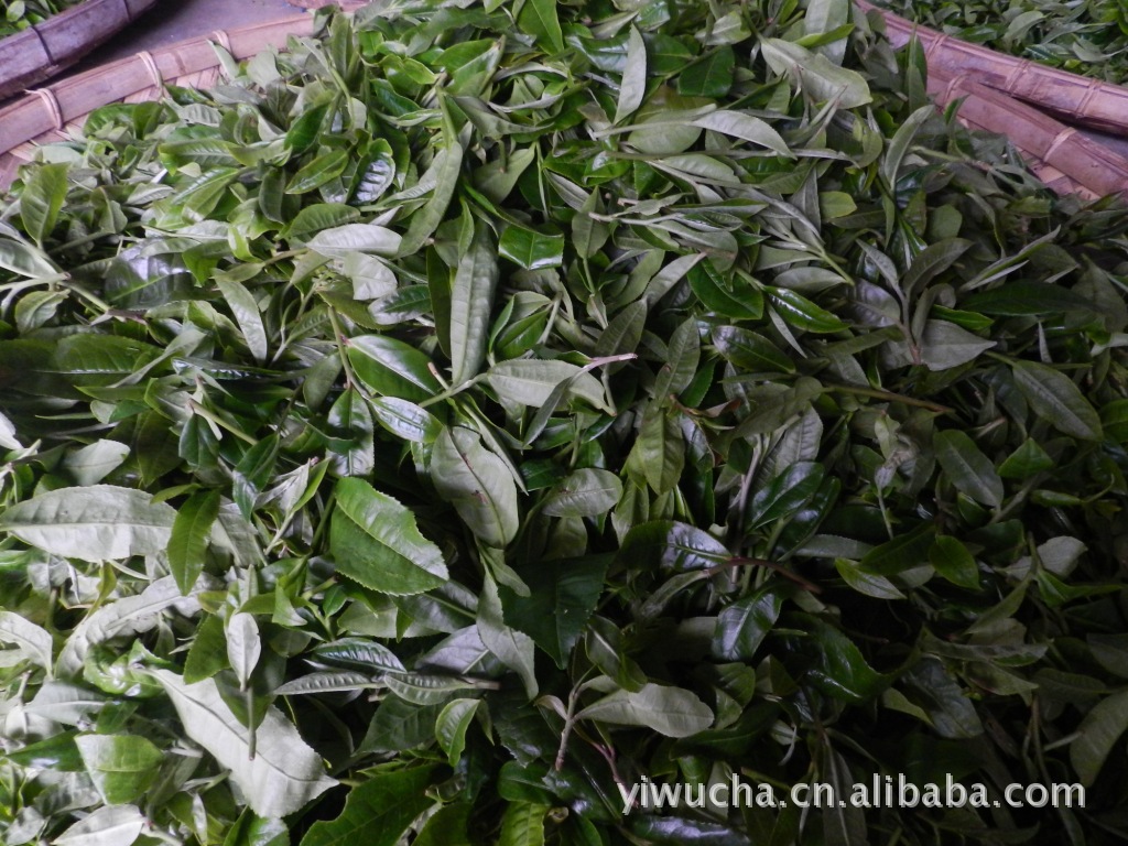 易武刮风寨白沙河古树茶