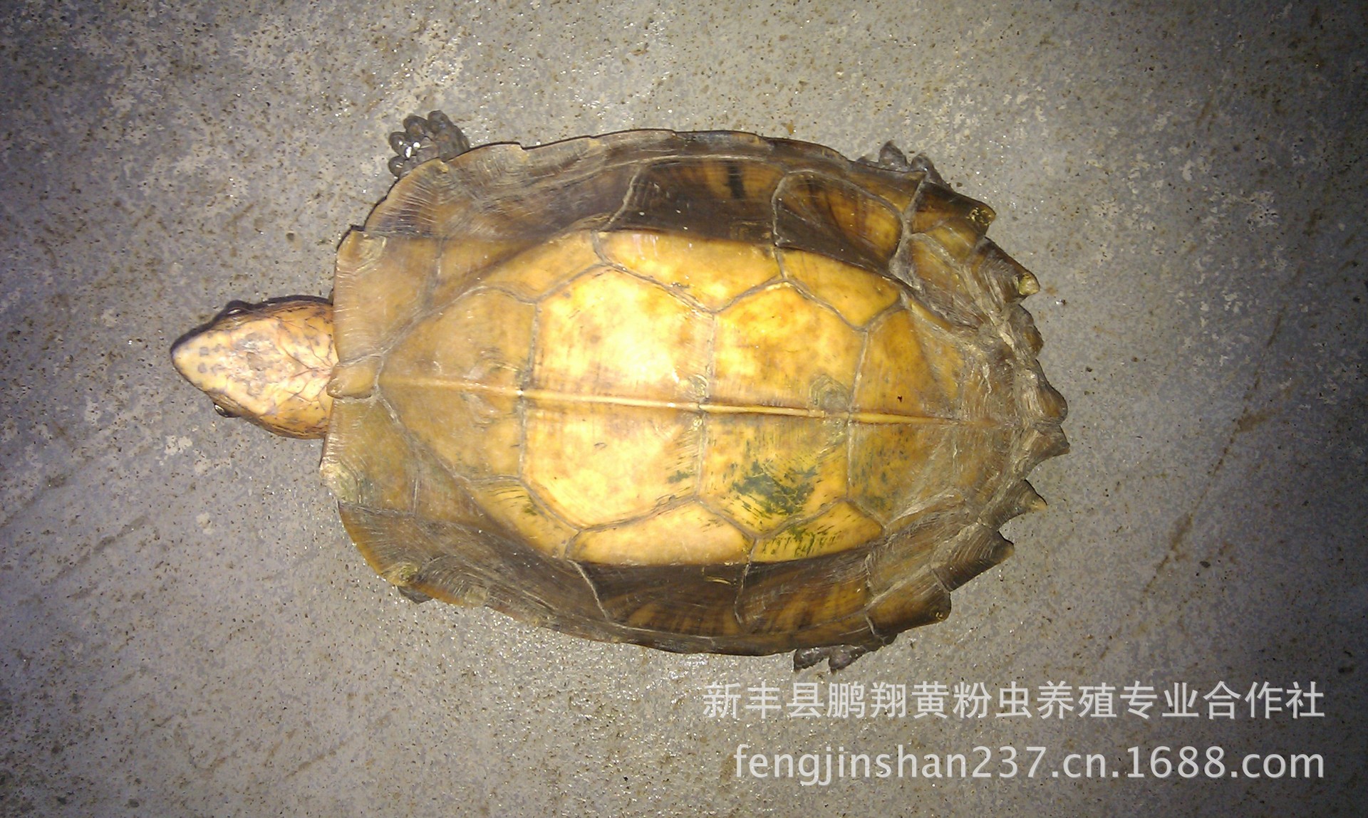 【陆龟 陆龟宠物龟 锯缘龟也称八角龟 10年以上