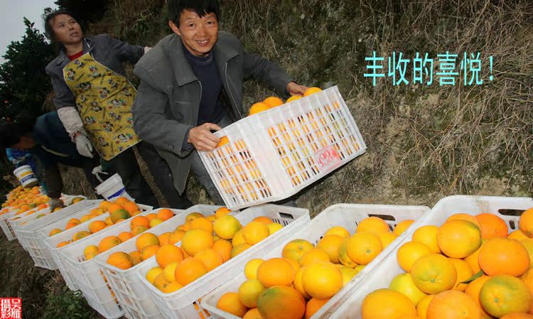 【产地直销 优质纽荷尔脐橙500g 绿色无公害新