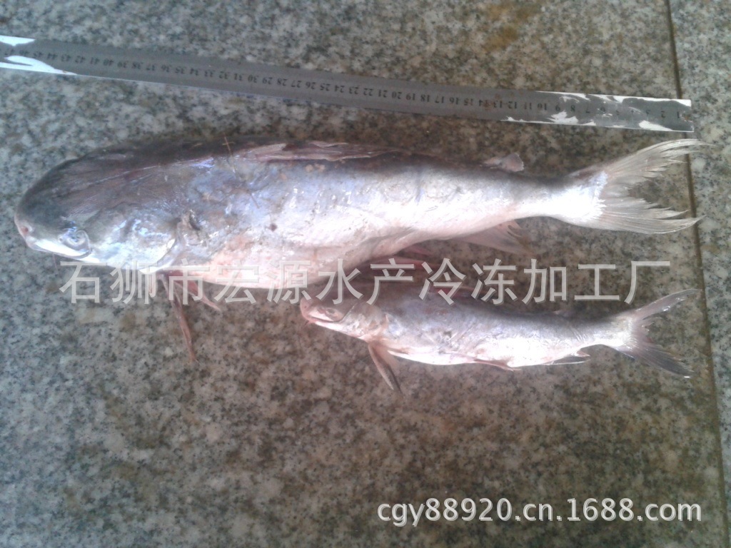 胡子鱼 行啊鱼 海鲶俗称鲶鱼,海鲇,光鱼,骨鱼 老头鱼,胡子鱼