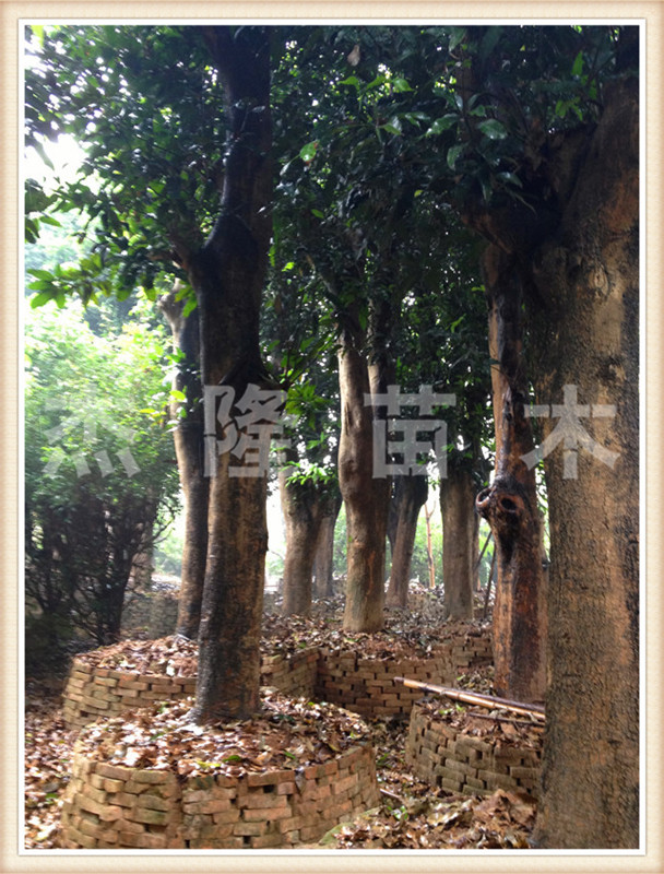 【优质绿化苗木|芒果树|胸径30-40公分|行道树