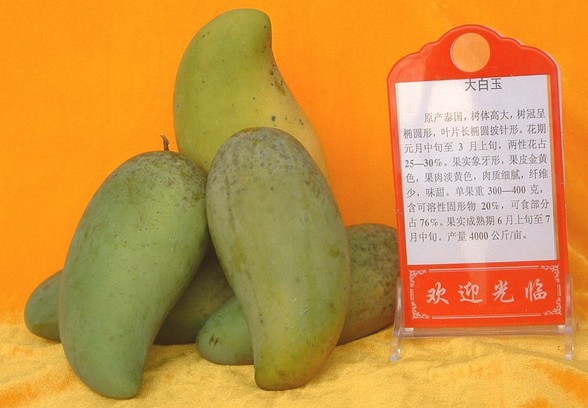 供应芒果水果 大白玉 肉白 味甜