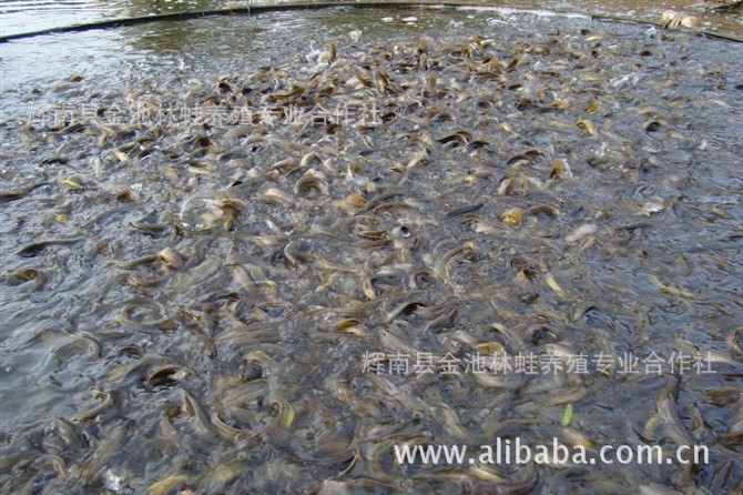 东北吉林 泥鳅鱼养殖 质量可靠 价格实惠