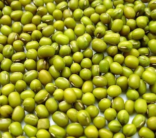 批发绿豆价格绿豆绿豆出口 收购绿豆 芽豆 东北