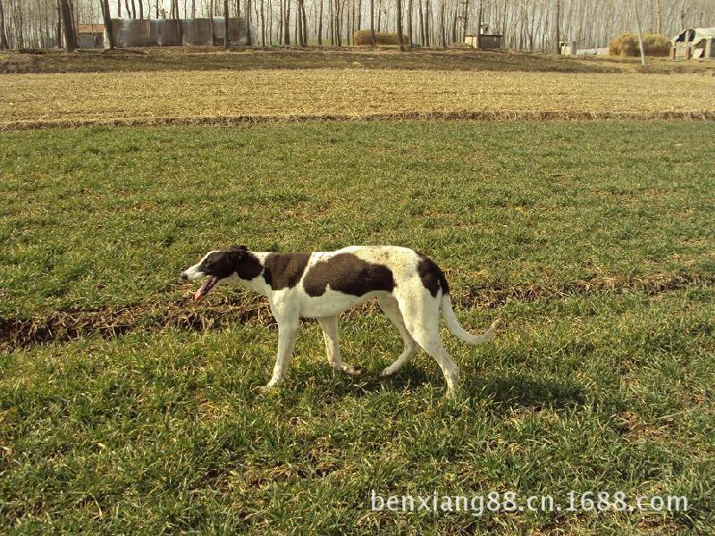 山东泰吉犬舍常年出售黑白全活格力犬 灵缇犬 细犬 惠比特犬