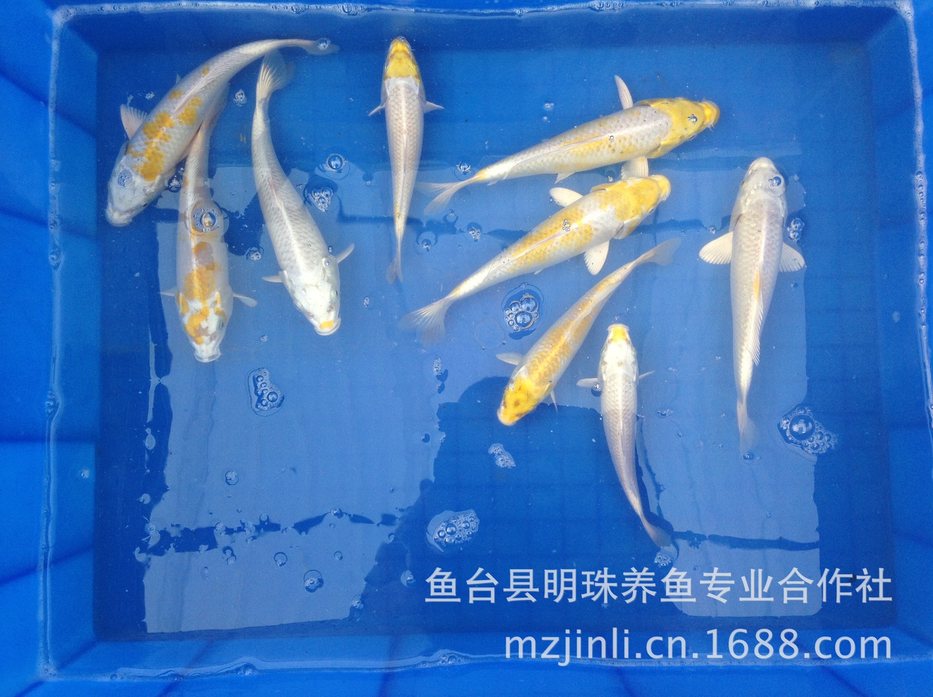 观赏鱼日本锦鲤批发 明珠锦鲤渔场白菜价供应