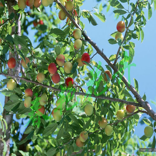桃树\/ 桃树苗\/ 供应特早熟桃树新品种\/ 早红脆桃